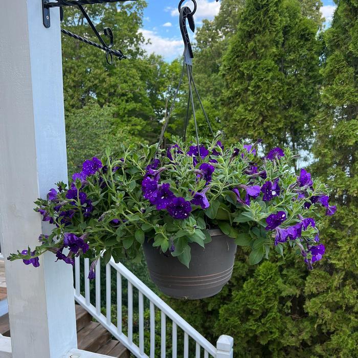 Petunia Headliner™ Night Sky