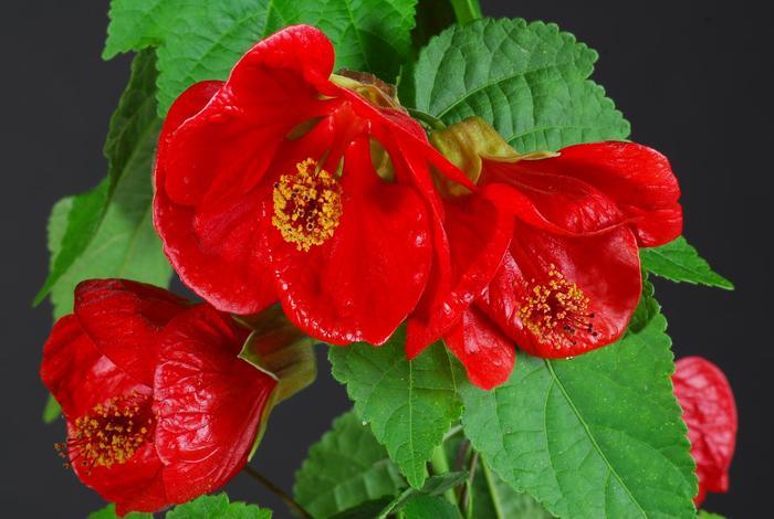 Abutilon Lucky Lantern™ Red