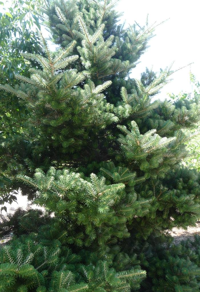 Abies koreana