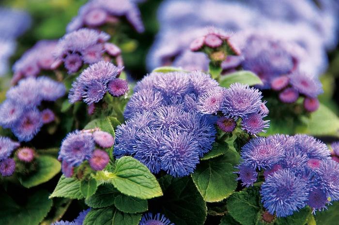 Ageratum houstonianum Artist® Blue