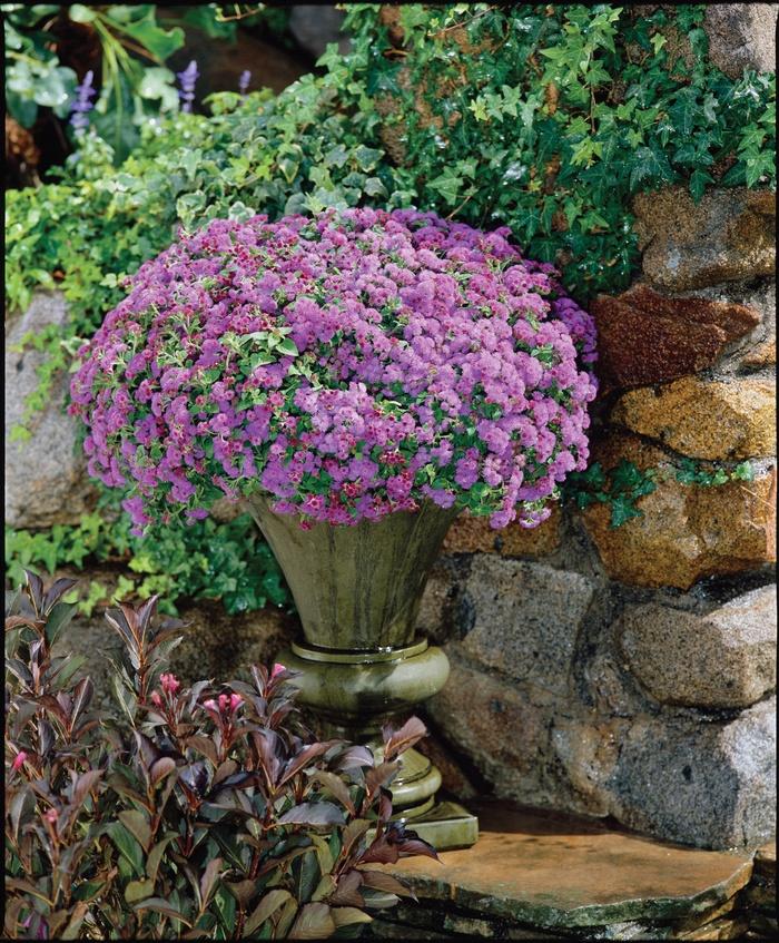 Ageratum houstonianum Artist® Blue Violet