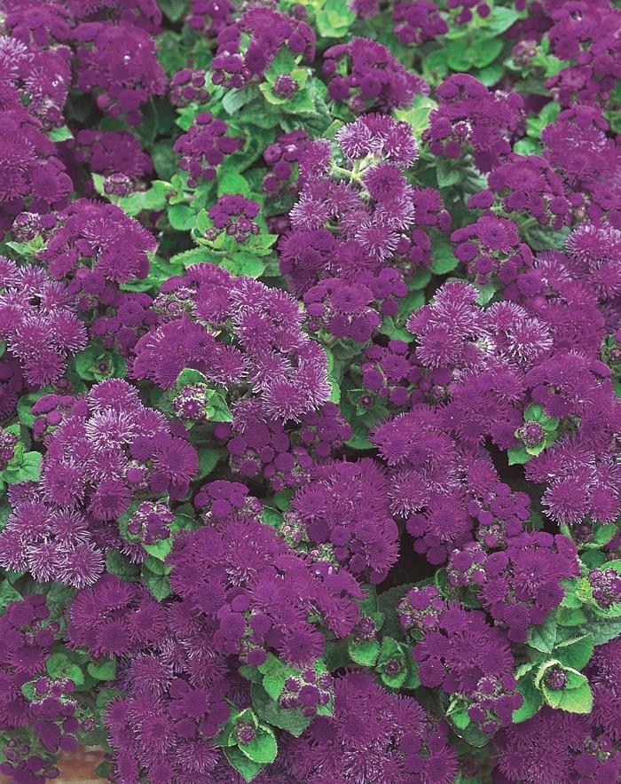 Ageratum houstonianum Artist® Purple