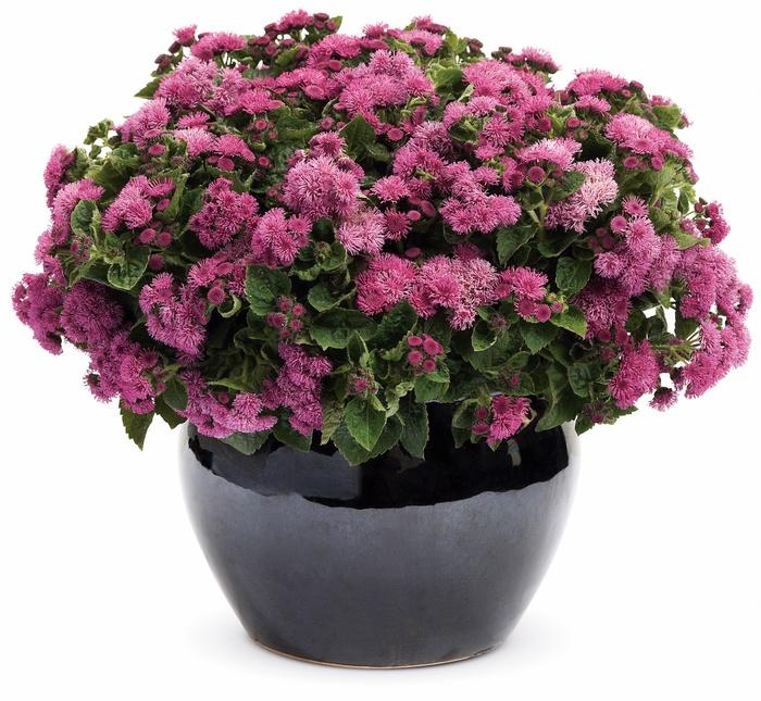 Ageratum houstonianum Artist® Rosea