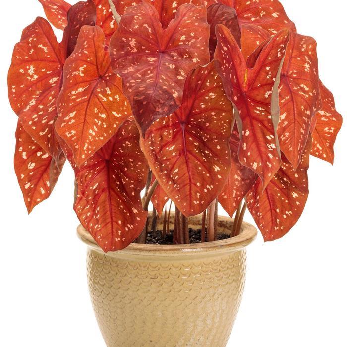 Caladium Heart to Heart® Burning Heart