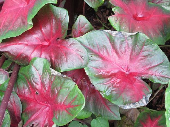 Caladium Painted Frog™ Red-Bellied Tree Frog