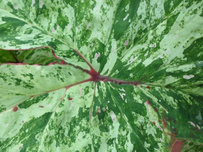 Caladium Painted Frog™ Tie-Dyed Tree Frog