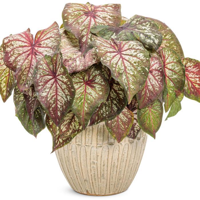 Caladium hortulanum Heart to Heart®: Xplosion