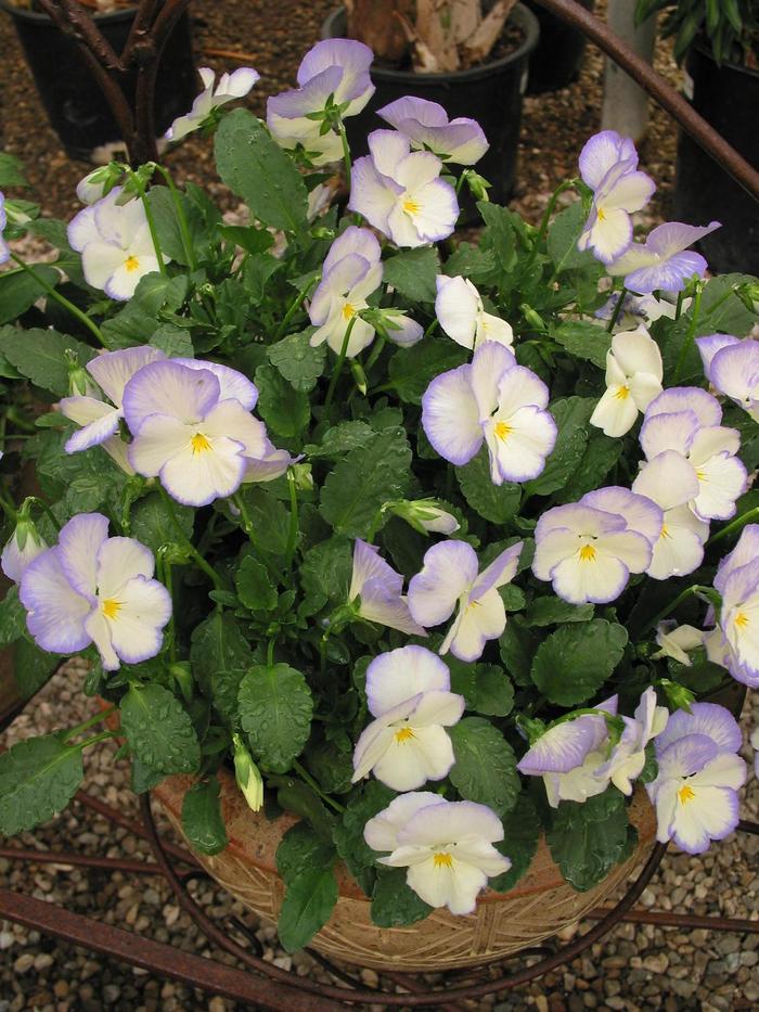 Viola cornuta Celestial™ Blue Moon