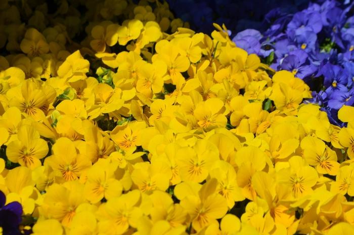 Viola cornuta Admire® Yellow