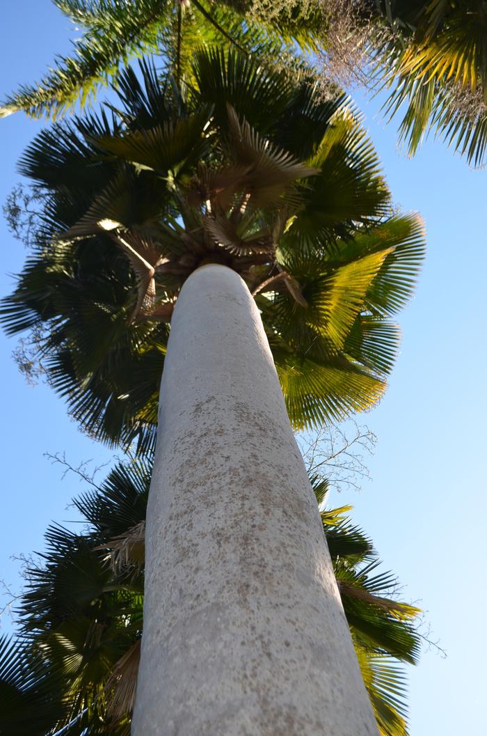 Copernicia baileyana