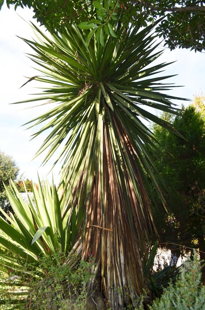 Copernicia macroglossa