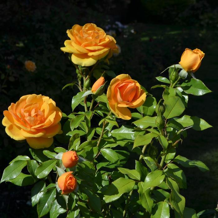 Rosa Sunbelt® South Africa®