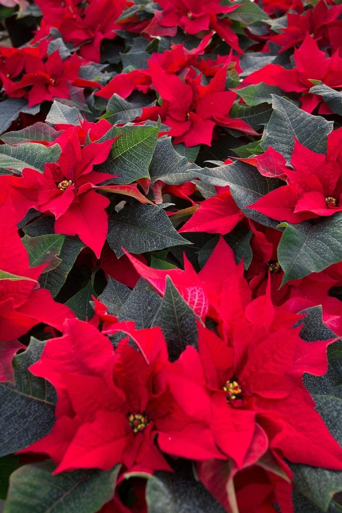 Euphorbia pulcherrima Advantage Red