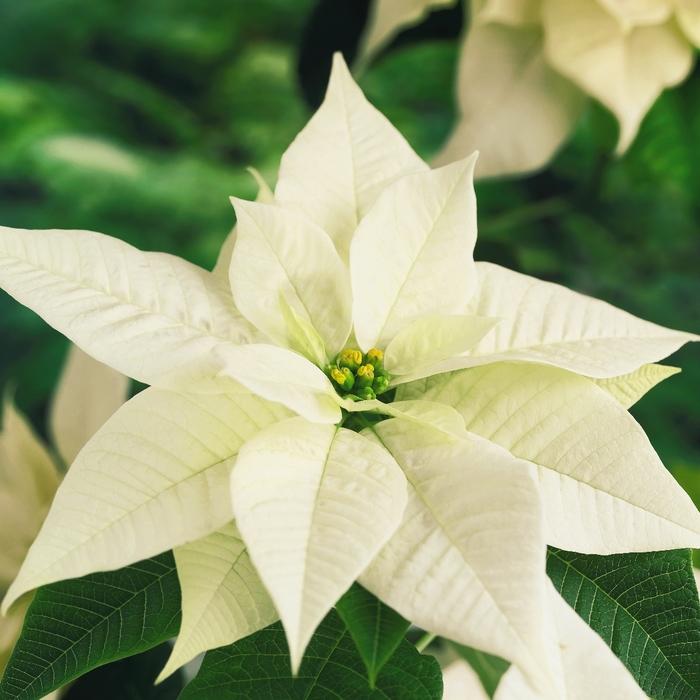 Euphorbia pulcherrima Arctic