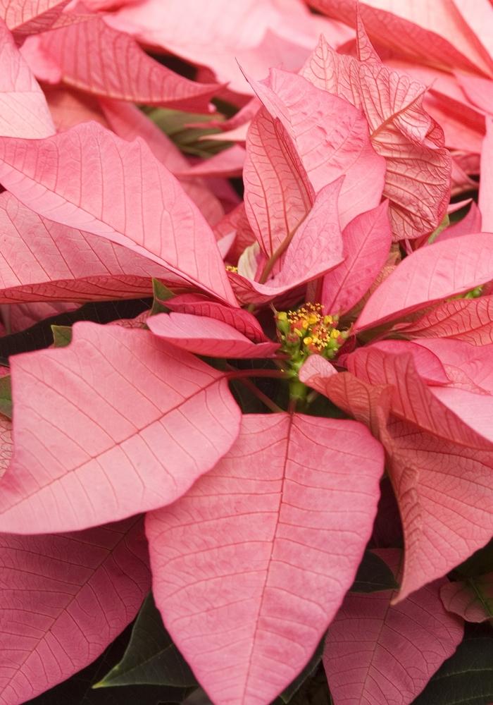 Euphorbia pulcherrima Enduring Pink