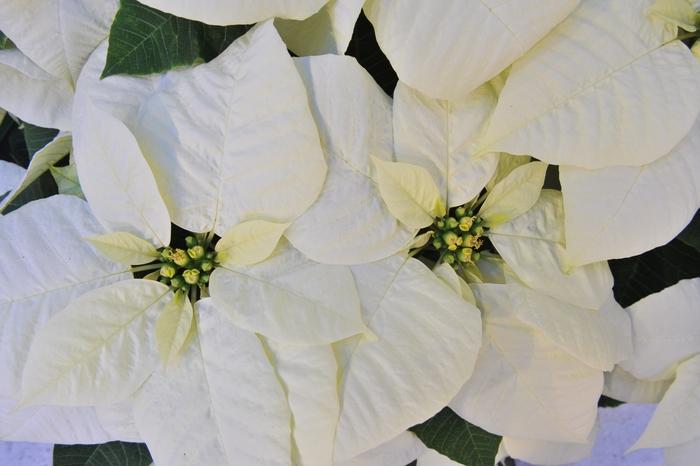 Euphorbia pulcherrima Glacé