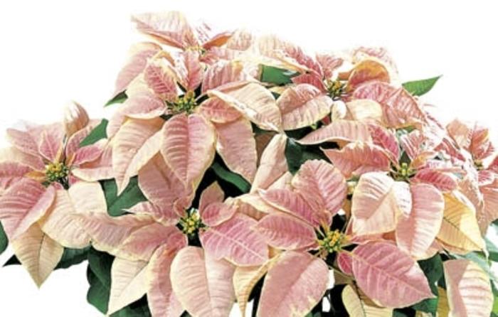 Euphorbia pulcherrima Marble Shades