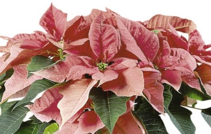 Euphorbia pulcherrima Pink Shades