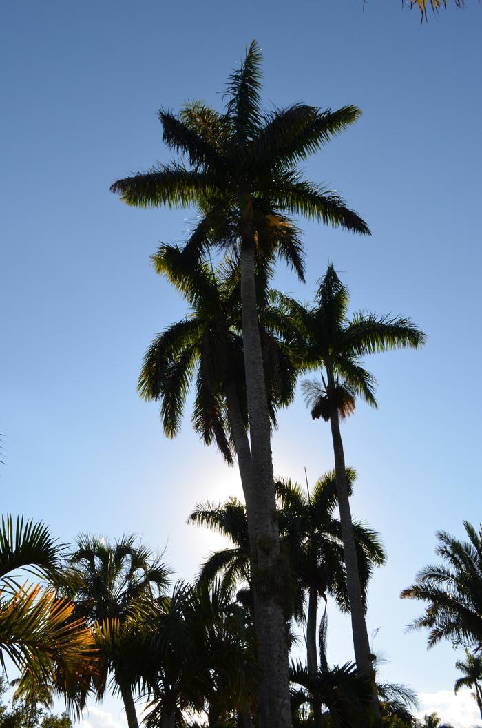 Roystonea oleracea