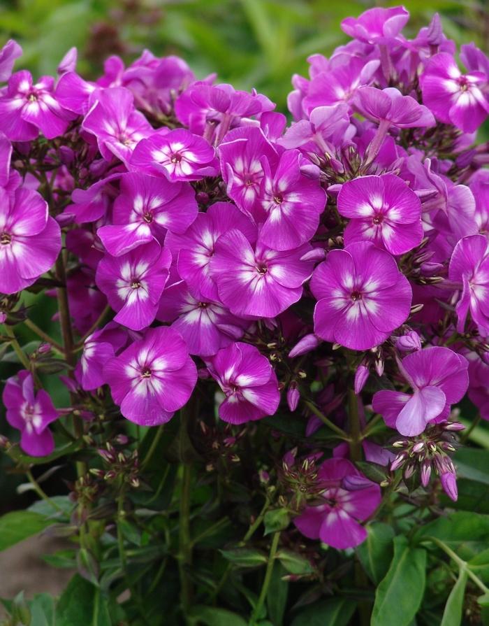 Phlox paniculata Top Shelf Purple Kiss