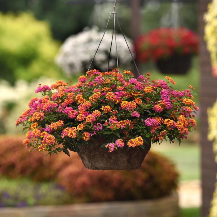 Lantana camara Bloomify™ PassionFruit