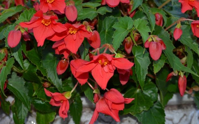 Begonia Beaucoup® Red
