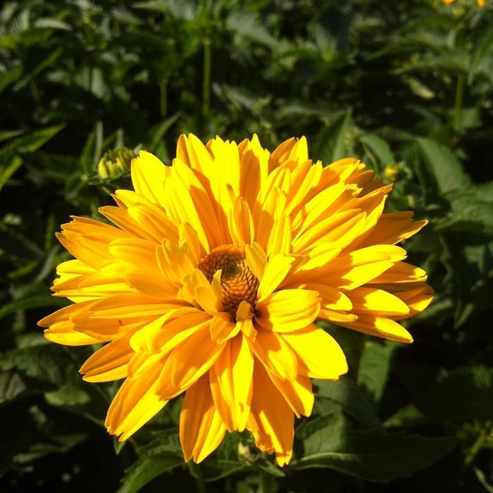 Heliopsis helianthoides var. scabra Summer Sun (Sommersonne)