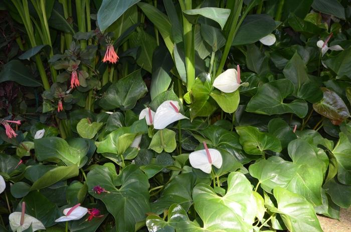 Anthurium White Heart