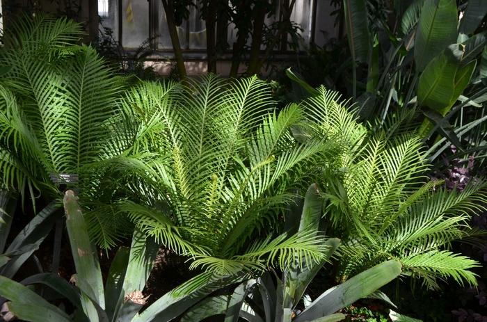 Blechnum gibbum Silver Lady