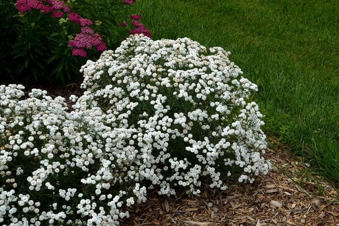 Achillea ptarmica Peter Cottontail