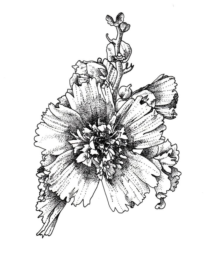 Alcea rosea Queeny Purple