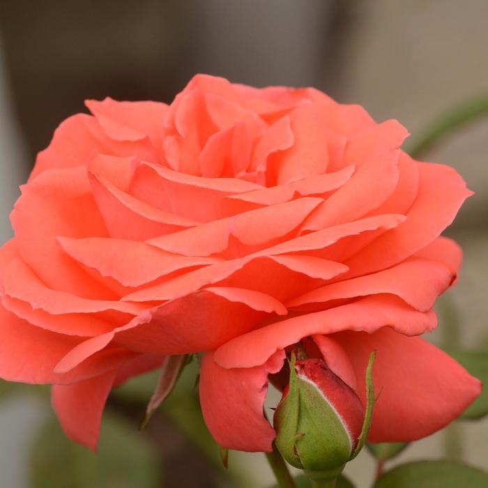 Rosa America™