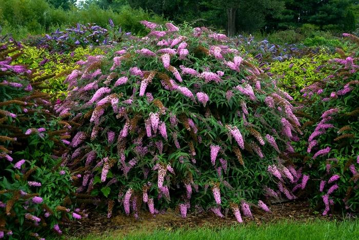Buddleia davidii Pink Cascade