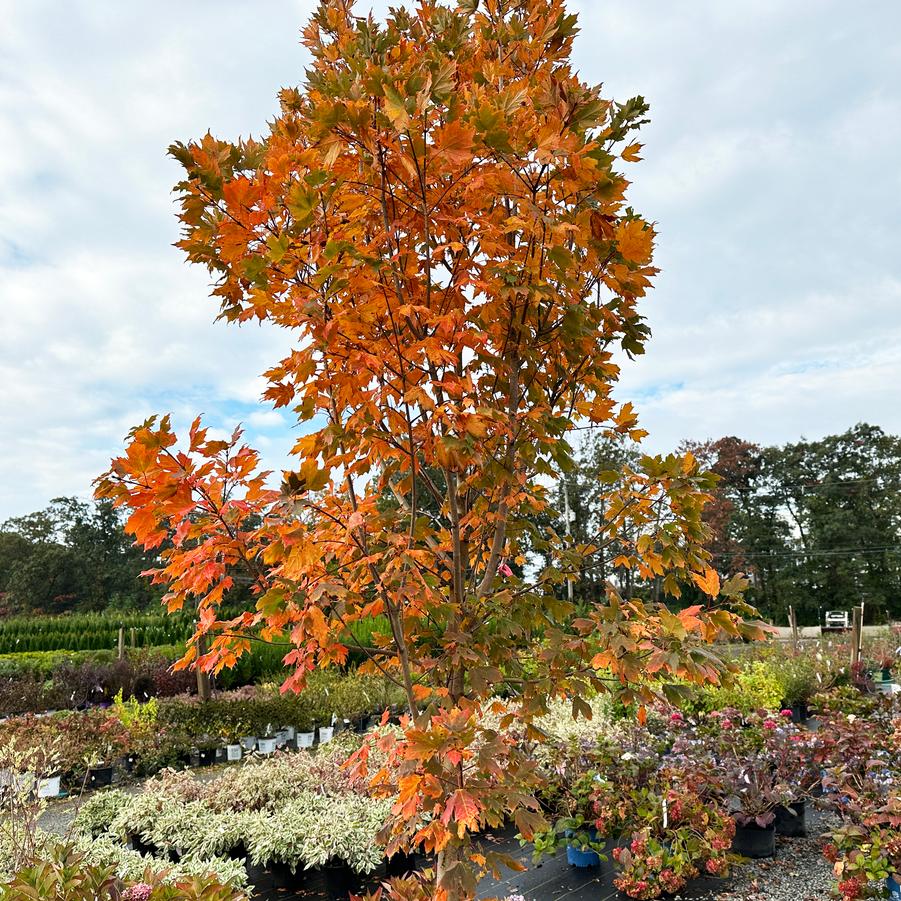 Acer saccharum 'Green Mountain' - Sugar Maple from Grower Website Two