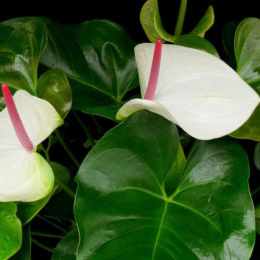 Anthurium 'White Heart' from Oglesby International Plants