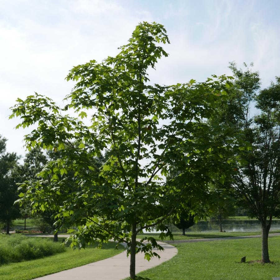 Acer saccharum 'Green Mountain' - Sugar Maple from Grower Website Two