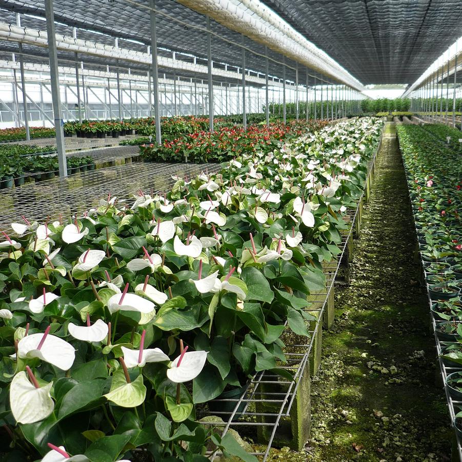 Anthurium 'White Heart' from Oglesby International Plants